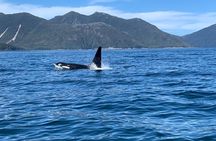 Whale Watching and Wildlife Viewing