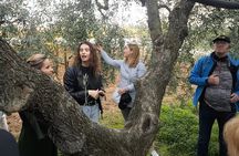 Olive Tree Tour, Visit Vallarella Oil Mill, Oil Tasting