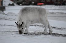 Explore the Legendary Town of Longyearbyen