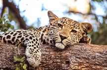 3 Days Group Joining Serengeti and Ngorongoro Safari from Arusha