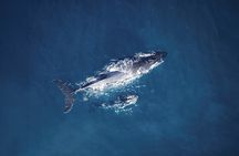 Tadoussac/Charlevoix: Whale Watching Tour