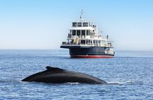 Tadoussac/Charlevoix: Whale Watching Tour