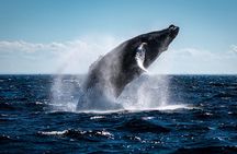 Tadoussac/Charlevoix: Whale Watching Tour