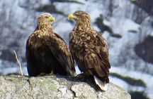 Sea Eagle and Seal Safari from Henningsvaer