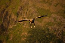 Sea Eagle and Seal Safari from Henningsvaer