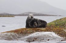 Sea Eagle and Seal Safari from Henningsvaer