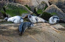 Québec City: Whale Watching Tour with Bus Transportation