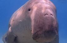 Marsa Mubarak Snorkeling with Turtles and Dugong from Hurghada