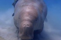Marsa Mubarak Snorkeling with Turtles and Dugong from Hurghada
