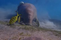 Marsa Mubarak Snorkeling with Turtles and Dugong from Hurghada
