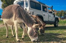 From Stintino: off-road tour to Asinara