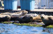 Liberty Bay Wildlife Kayaking 