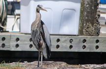 Liberty Bay Wildlife Kayaking 