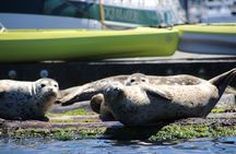 Liberty Bay Wildlife Kayaking 