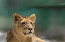 Lion Safari and Green Canyon Splash Feast with Lunch