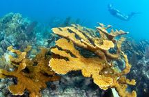 Snorkel Tours to Shallow Coral Reefs at Pennekamp Underwater Park