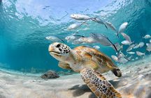 Snorkel Tours to Shallow Coral Reefs at Pennekamp Underwater Park