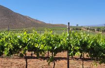 Private Vineyards Tour: Wine & Food Included