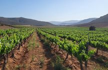Valle de Guadalupe Private Wine Tour