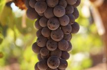 Valle de Guadalupe Private Wine Tour