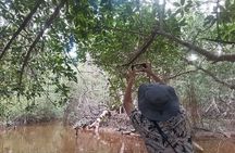 Celestún Mangrove Exploration & Beach Escape from Mérida