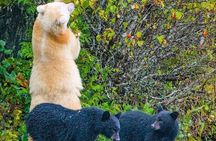 2 hr Private Custom Tour of Ketchikan (4 people) Wildlife + More