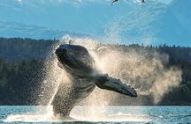 2 hr Private Custom Tour of Ketchikan (4 people) Wildlife + More