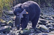 2 hr Private Custom Tour of Ketchikan (4 people) Wildlife + More