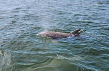 Pensacola Beach Dolphin and Scenic Tour