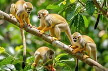 Monkey Magic and City Views in Puerto Plata
