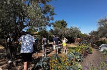 Farm to Table Cooking Experience in San Miguel