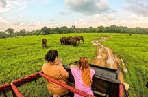 Trincomalee to Sigiriya : Rural Village Tour & Elephant Safari 
