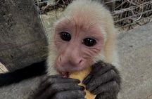 Roatan Monkey and sloths, Reef Snorkel & Private Cay Beach Break 