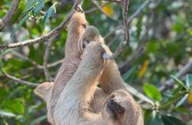 Roatan Monkey and sloths, Reef Snorkel & Private Cay Beach Break 