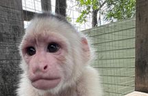 Roatan Monkey and sloths, Reef Snorkel & Private Cay Beach Break 