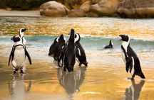 False Bay Walk and Penguin Kayak Cape Town's Best experience