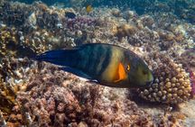 Bali Snorkeling and Waterfall Adventure Private Day Tour