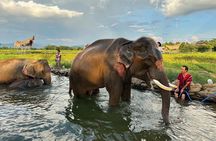 Chiang Mai: Chapulin Elephant Care - Sticky Waterfall (Optional)