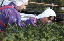 Unique Matcha Experience in Nishio: Matcha Tour and Matcha Making