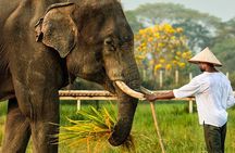 Chiang Mai: Chapulin Elephant Care - Sticky Waterfall (Optional)