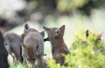 Upper Loop: Lamar Wildlife Safari | West Yellowstone | PRIVATE