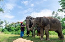Elephant Sanctuary Small Group Tour in Phuket