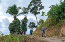 Patong Highlight Elephant Sanctuary with Guide Tour 