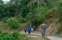 Patong Highlight Elephant Sanctuary with Guide Tour 