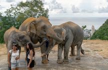 Patong Highlight Elephant Sanctuary with Guide Tour 