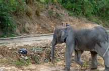 Guide Tour to Patong Ethical Elephant Nature Park
