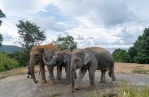 Guide Tour to Patong Ethical Elephant Nature Park