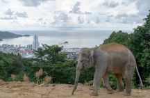 Guide Tour to Patong Ethical Elephant Nature Park
