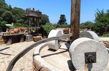 Chania Old Town - Millennial Olive Tree - Olive Oil Mill