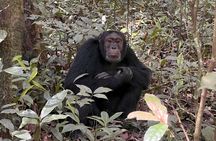 3- Day Chimpanzee & Gorilla Trekking Safari in Uganda 